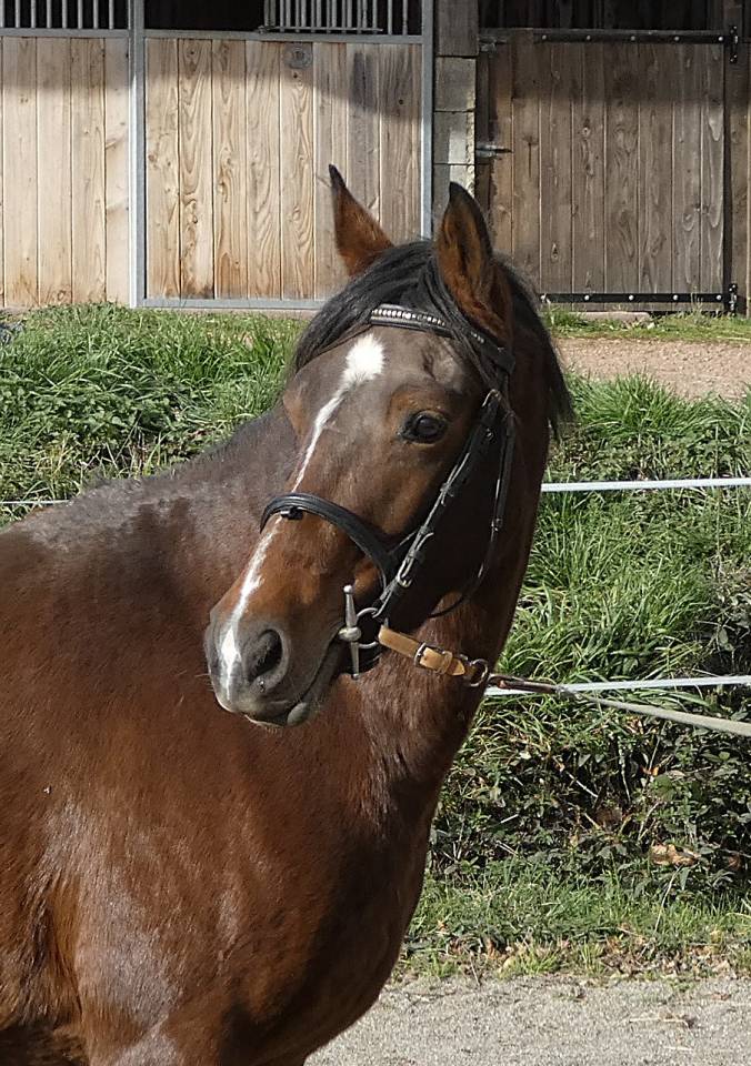 Mare Welsh Part Bred For sale 2020 Bay