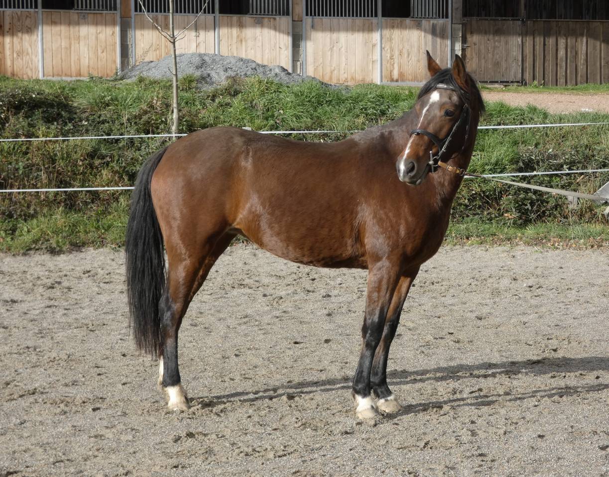 Mare Welsh Part Bred For sale 2020 Bay
