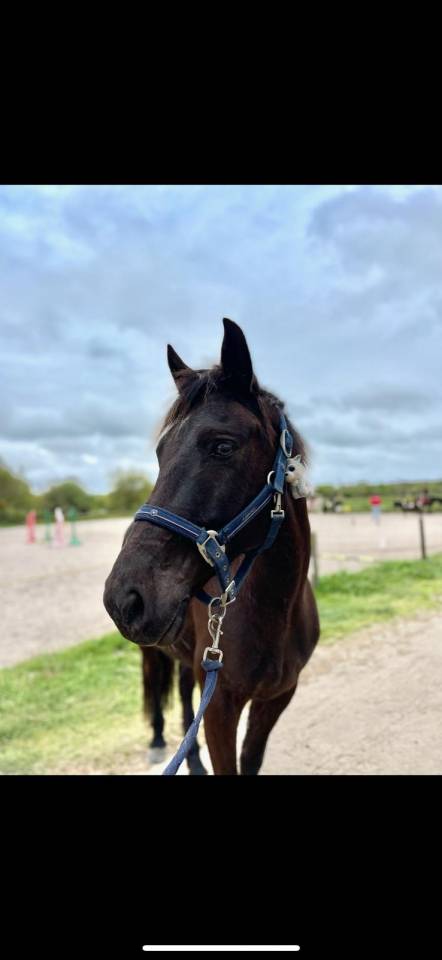 Gelding No Origin Recorded For sale 2015 Dark Bay