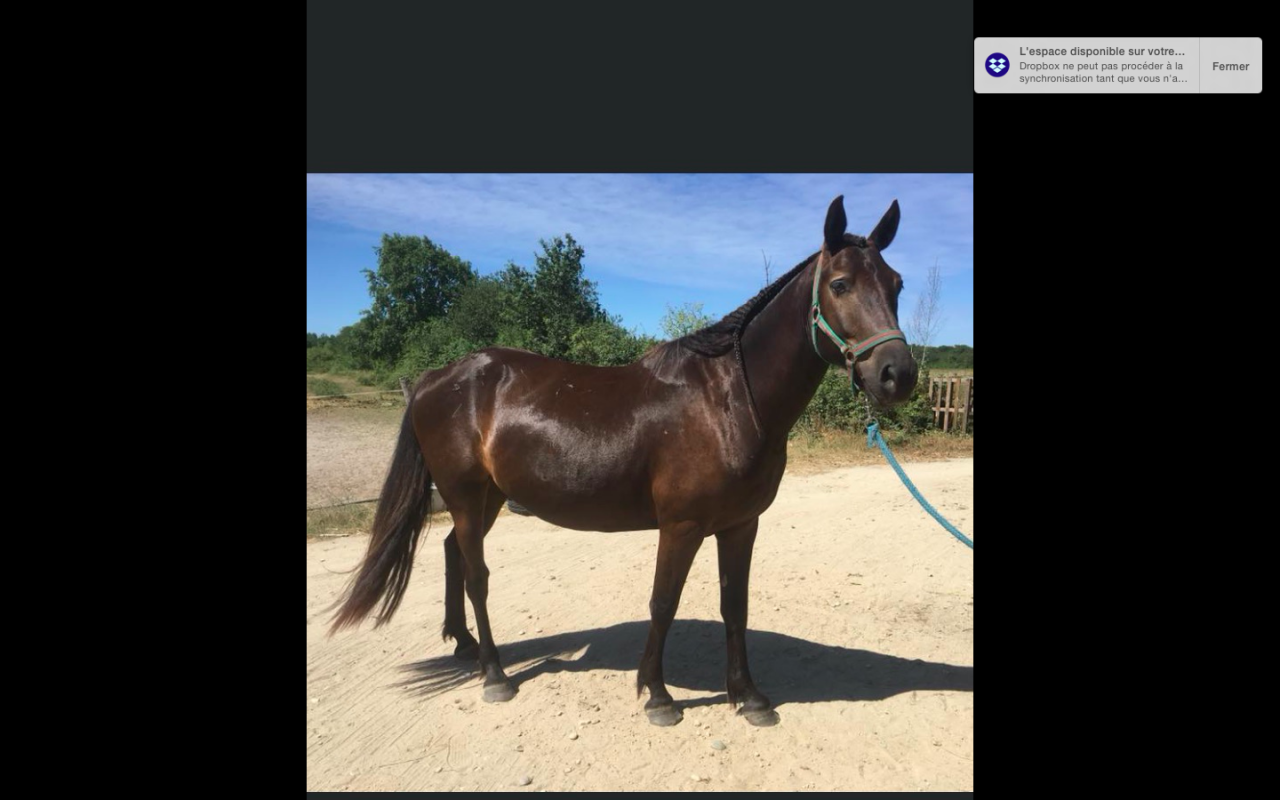 Gelding No Origin Recorded For sale 2015 Dark Bay