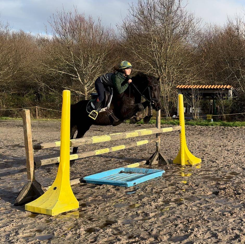 Gelding No Origin Recorded For sale 2015 Dark Bay