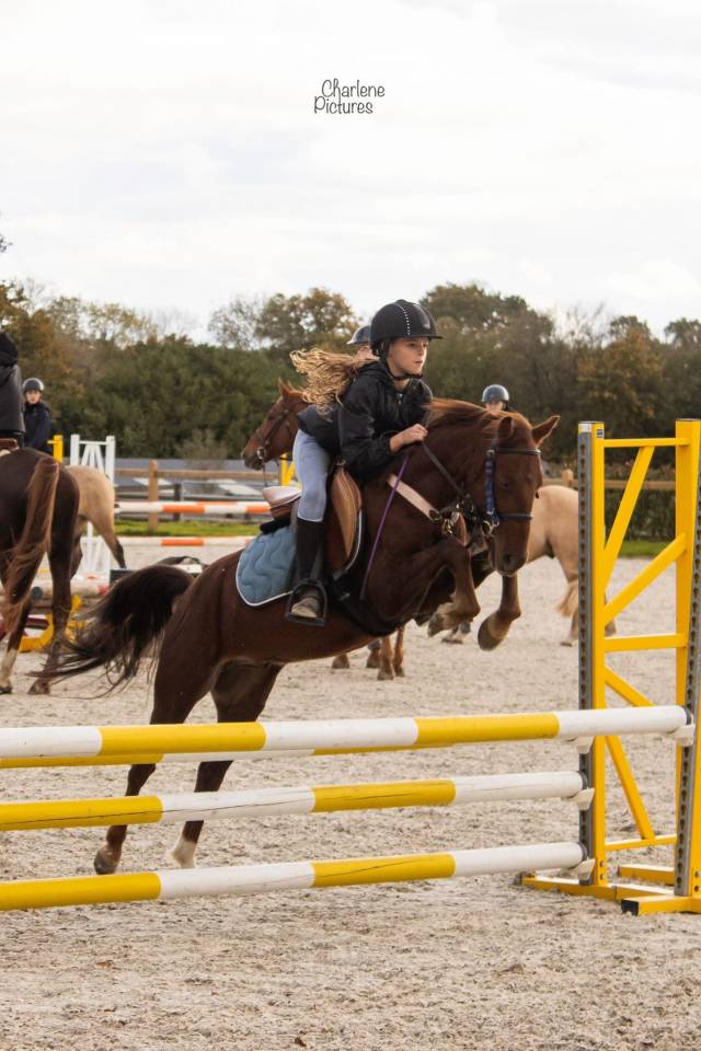 Gelding No Origin Recorded For sale 2020 Liver chestnut