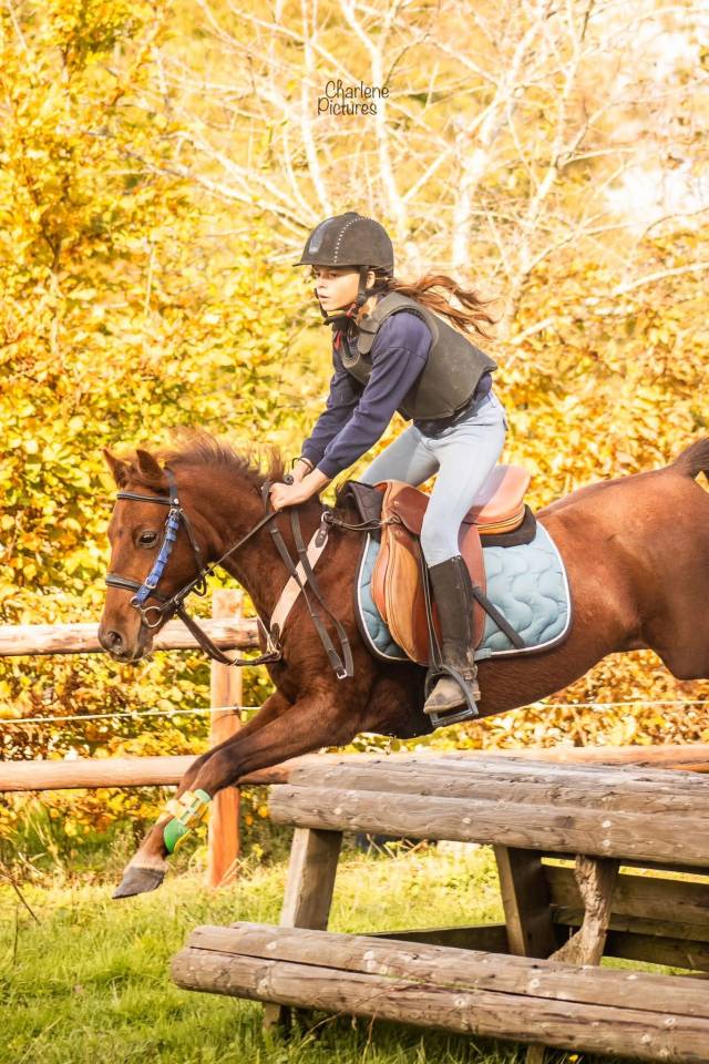 Gelding No Origin Recorded For sale 2020 Liver chestnut