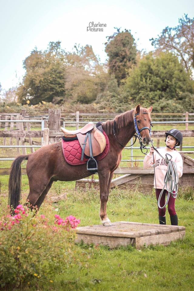 Gelding No Origin Recorded For sale 2020 Liver chestnut