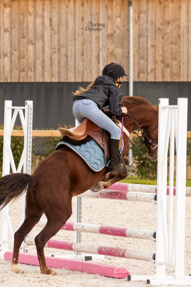 Gelding No Origin Recorded For sale 2020 Liver chestnut