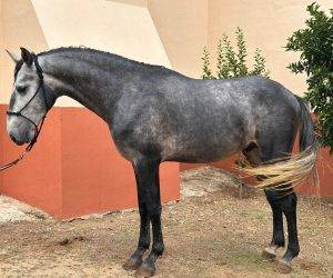 Entire Lusitano For sale 2022 Grey