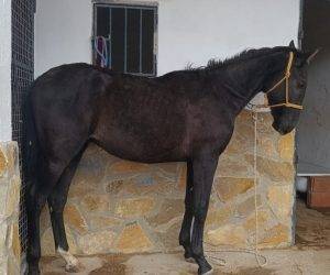 Entire PRE Pure Spanish Bred For sale 2024 Black