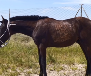 Entire PRE Pure Spanish Bred For sale 2024 Black