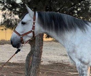 Gelding PRE Pure Spanish Bred For sale 2019 Grey