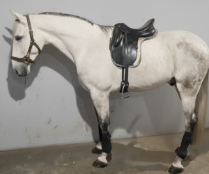 Gelding PRE Pure Spanish Bred For sale 2019 Grey