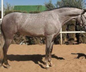 Gelding PRE Pure Spanish Bred For sale 2022 Grey