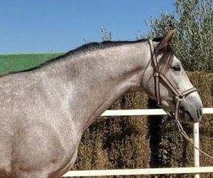 Gelding PRE Pure Spanish Bred For sale 2022 Grey