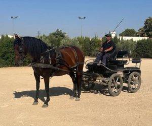 Mare PRE Pure Spanish Bred For sale 2019 Bay