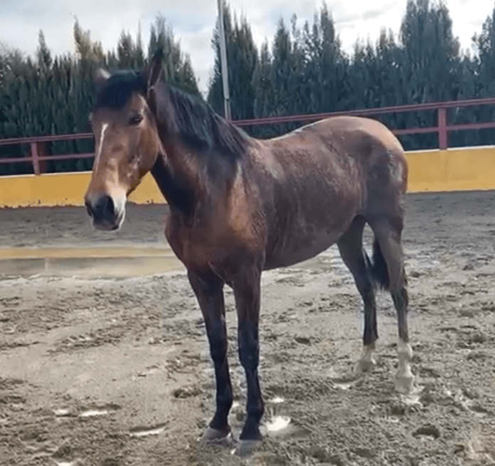 Mare PRE Pure Spanish Bred For sale 2017 Bay