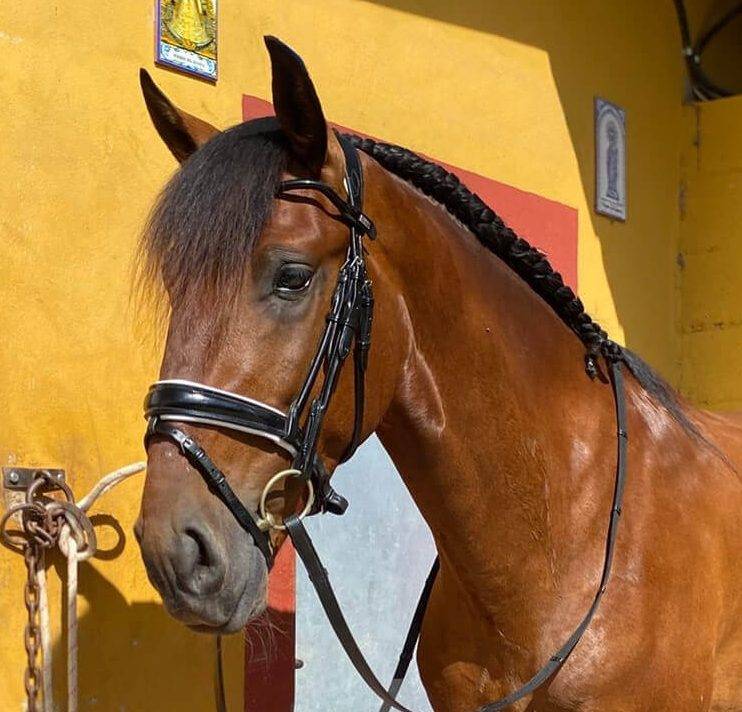 Entire Lusitano For sale 2021 Bay