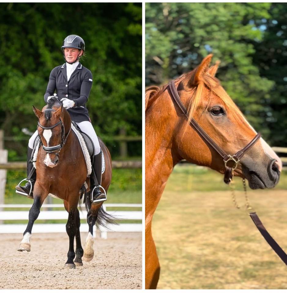 Colt French Saddle Pony For sale 2025 Other color