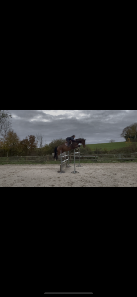 Gelding Selle Français For sale 2015 Bay