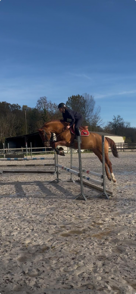 Gelding Hanoverian For sale 2021 Chesnut