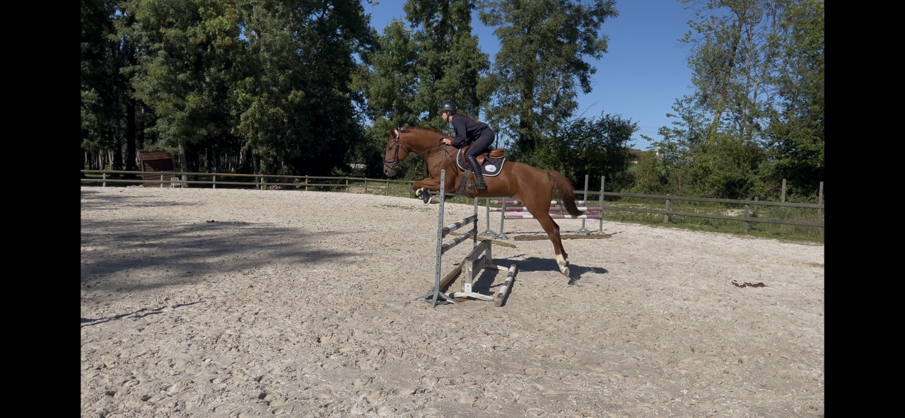 Gelding Hanoverian For sale 2021 Chesnut