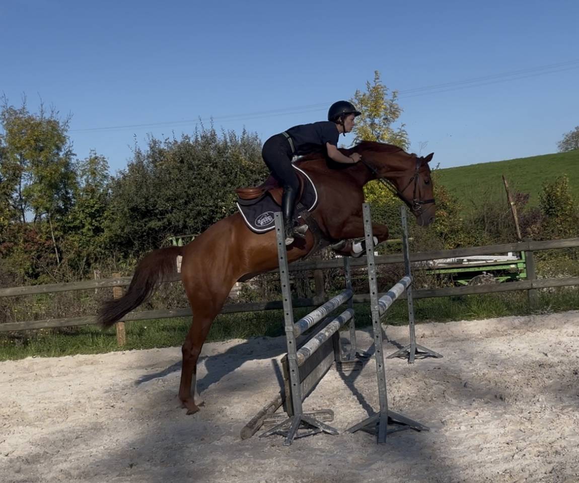 Gelding Hanoverian For sale 2021 Chesnut