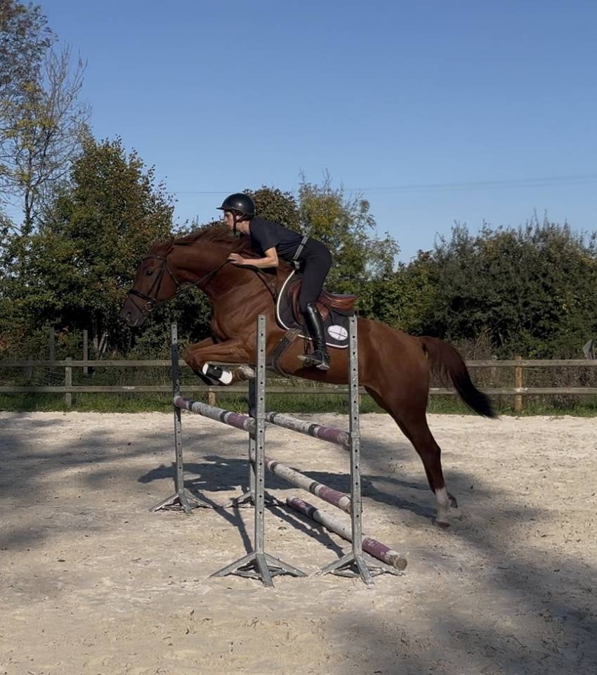 Gelding Hanoverian For sale 2021 Chesnut