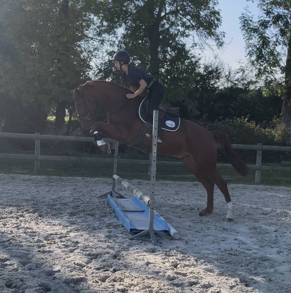 Gelding Hanoverian For sale 2021 Chesnut