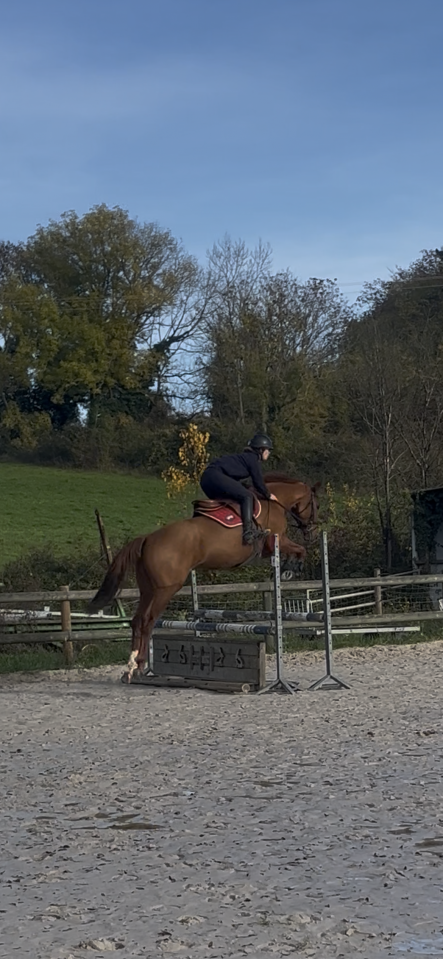Gelding Hanoverian For sale 2021 Chesnut