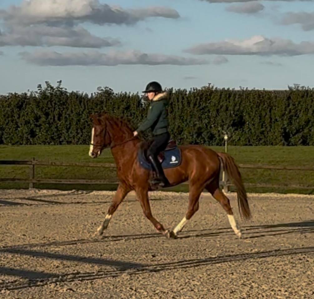 Gelding Selle Français For sale 2023 Chesnut