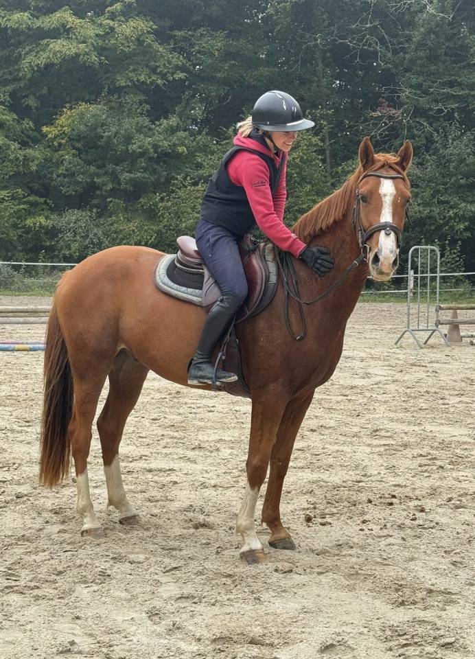 Gelding Selle Français For sale 2023 Chesnut