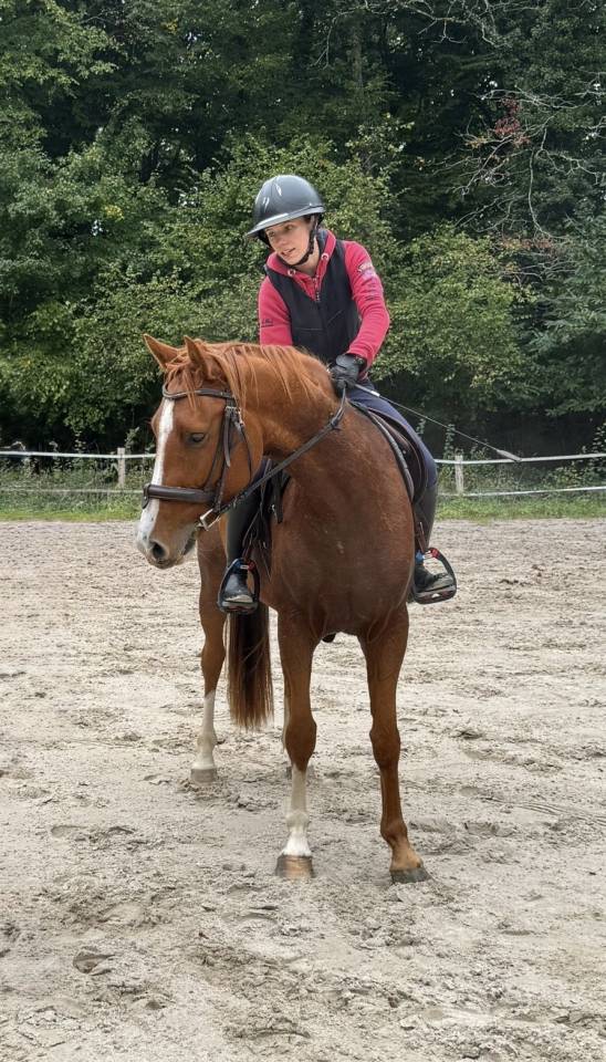 Gelding Selle Français For sale 2023 Chesnut