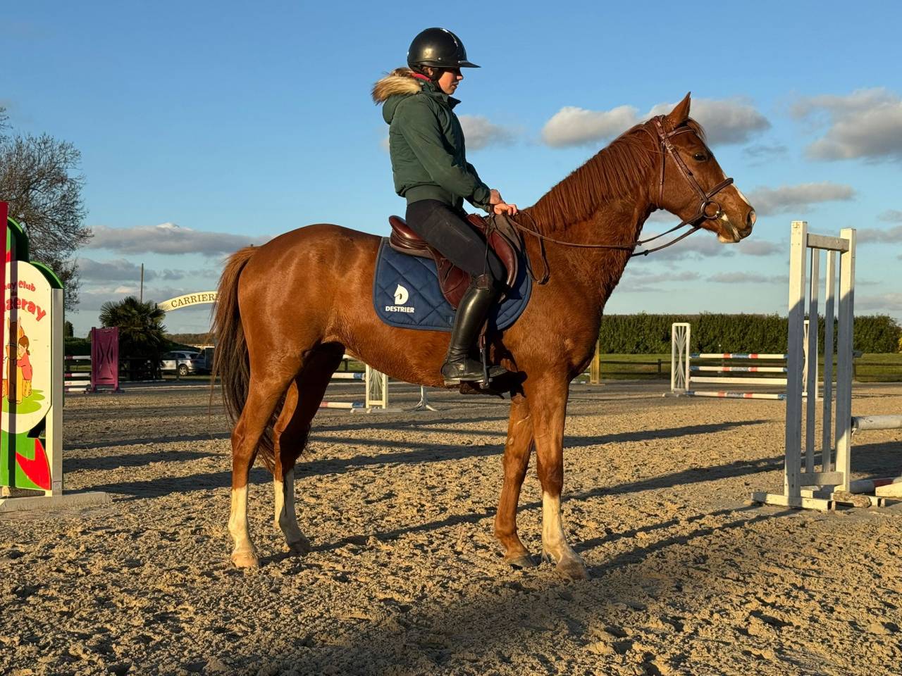 Gelding Selle Français For sale 2023 Chesnut