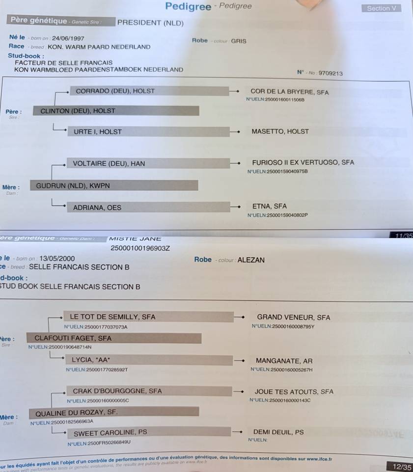 Gelding Selle Français For sale 2023 Chesnut