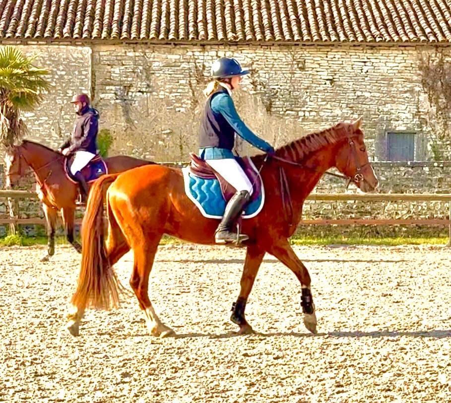 Gelding Selle Fran&ccedil;ais For sale 2023 Chesnut