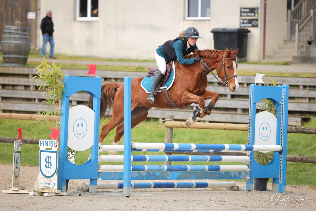 Gelding Selle Fran&ccedil;ais For sale 2023 Chesnut