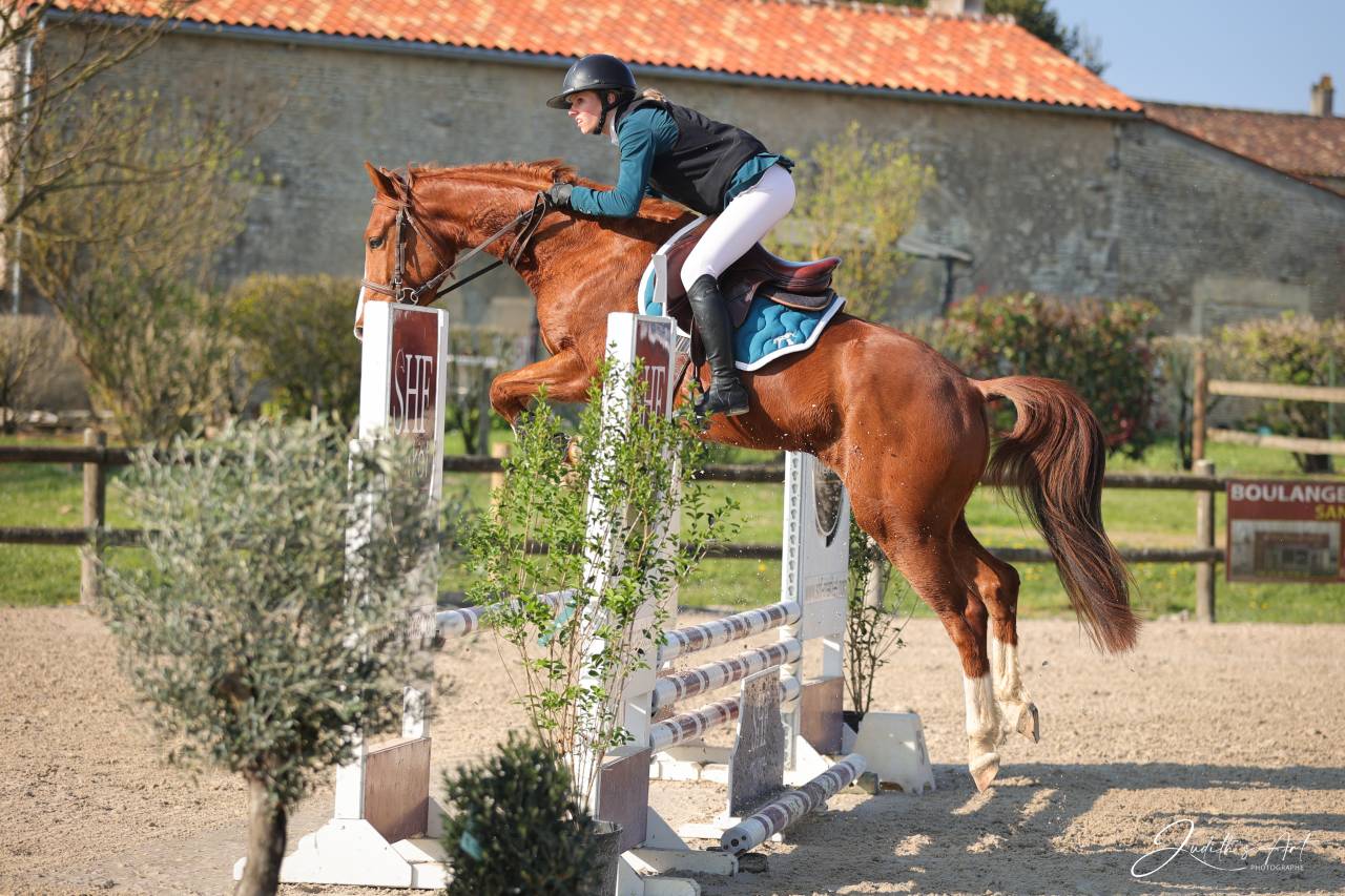 Gelding Selle Fran&ccedil;ais For sale 2023 Chesnut