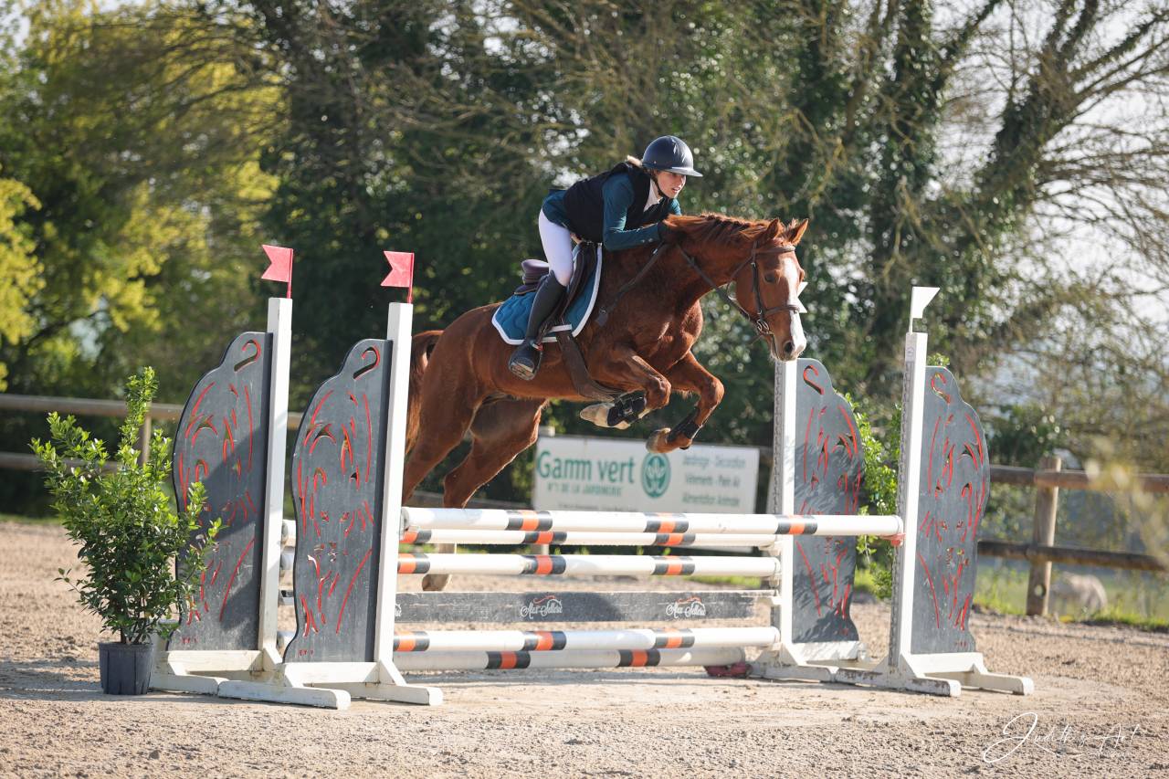 Gelding Selle Fran&ccedil;ais For sale 2023 Chesnut