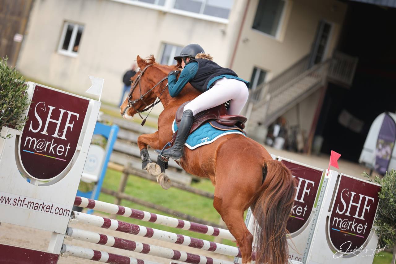 Gelding Selle Fran&ccedil;ais For sale 2023 Chesnut
