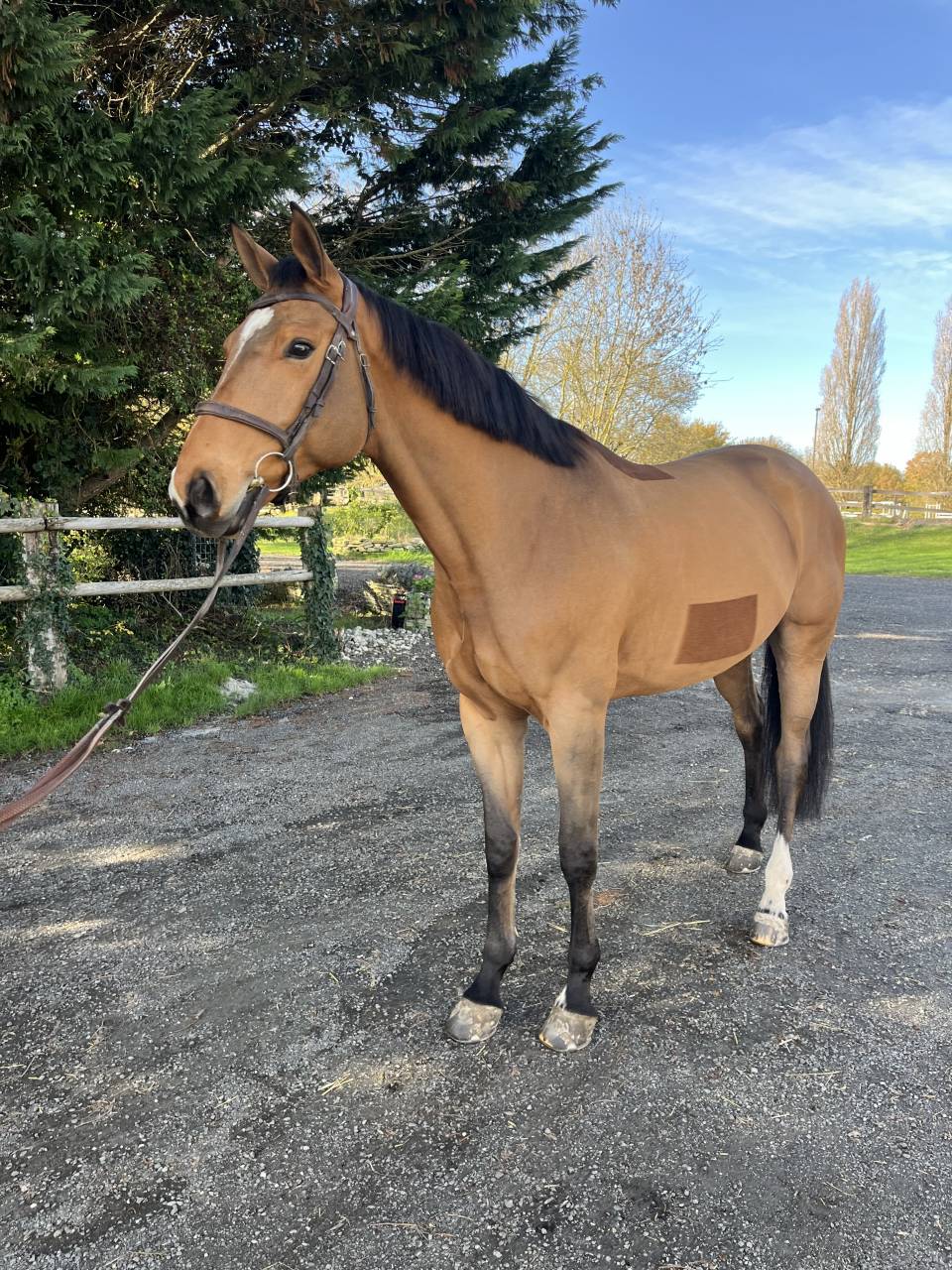 Gelding Selle Français For sale 2019 Bay