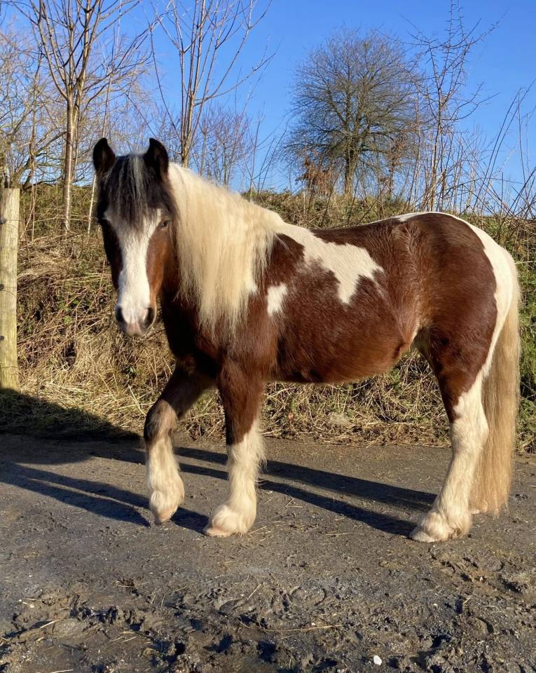 Mare Tinker For sale 2022 Coloured