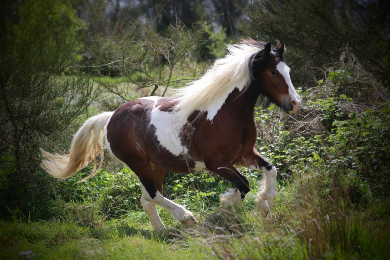 Mare Tinker For sale 2022 Coloured