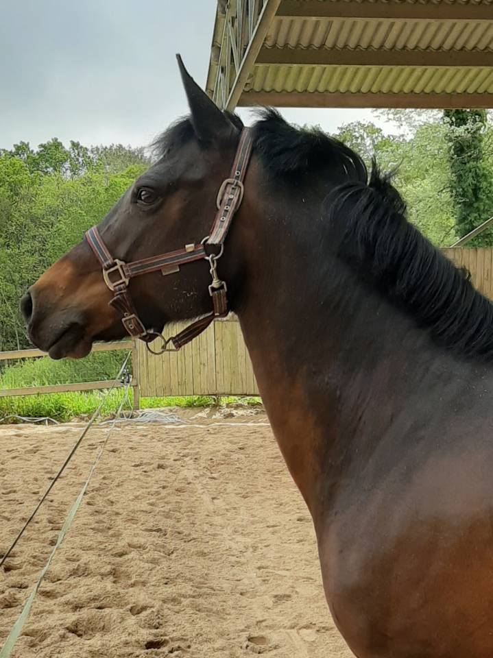 Mare Connemara For sale 2011 Dark Bay