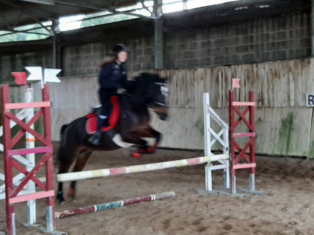 Mare Connemara For sale 2011 Dark Bay