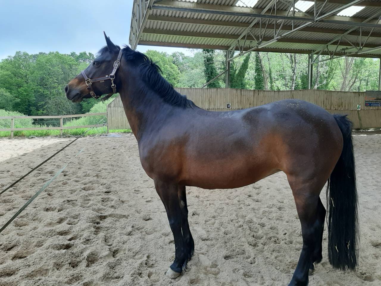 Mare Connemara For sale 2011 Dark Bay