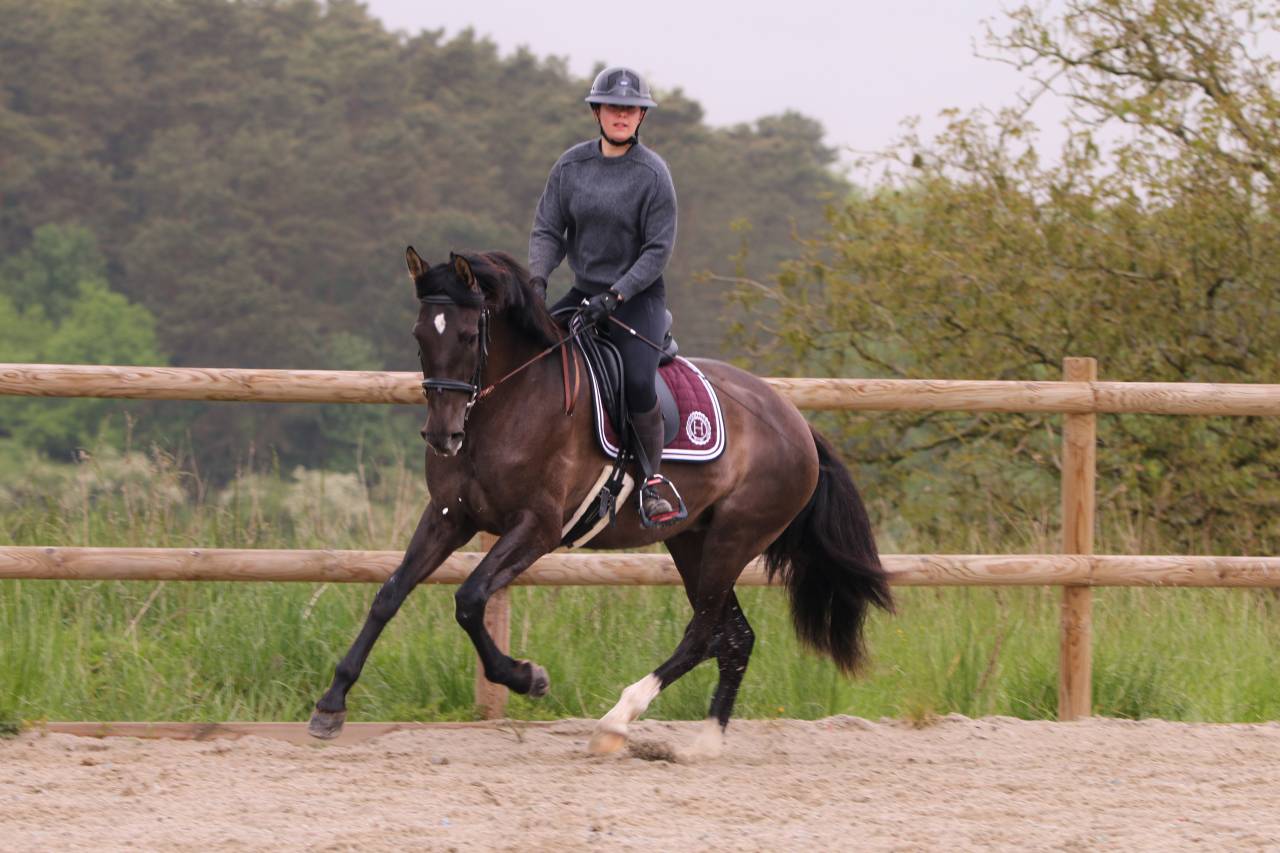 Mare PRE Pure Spanish Bred For sale 2021 Black