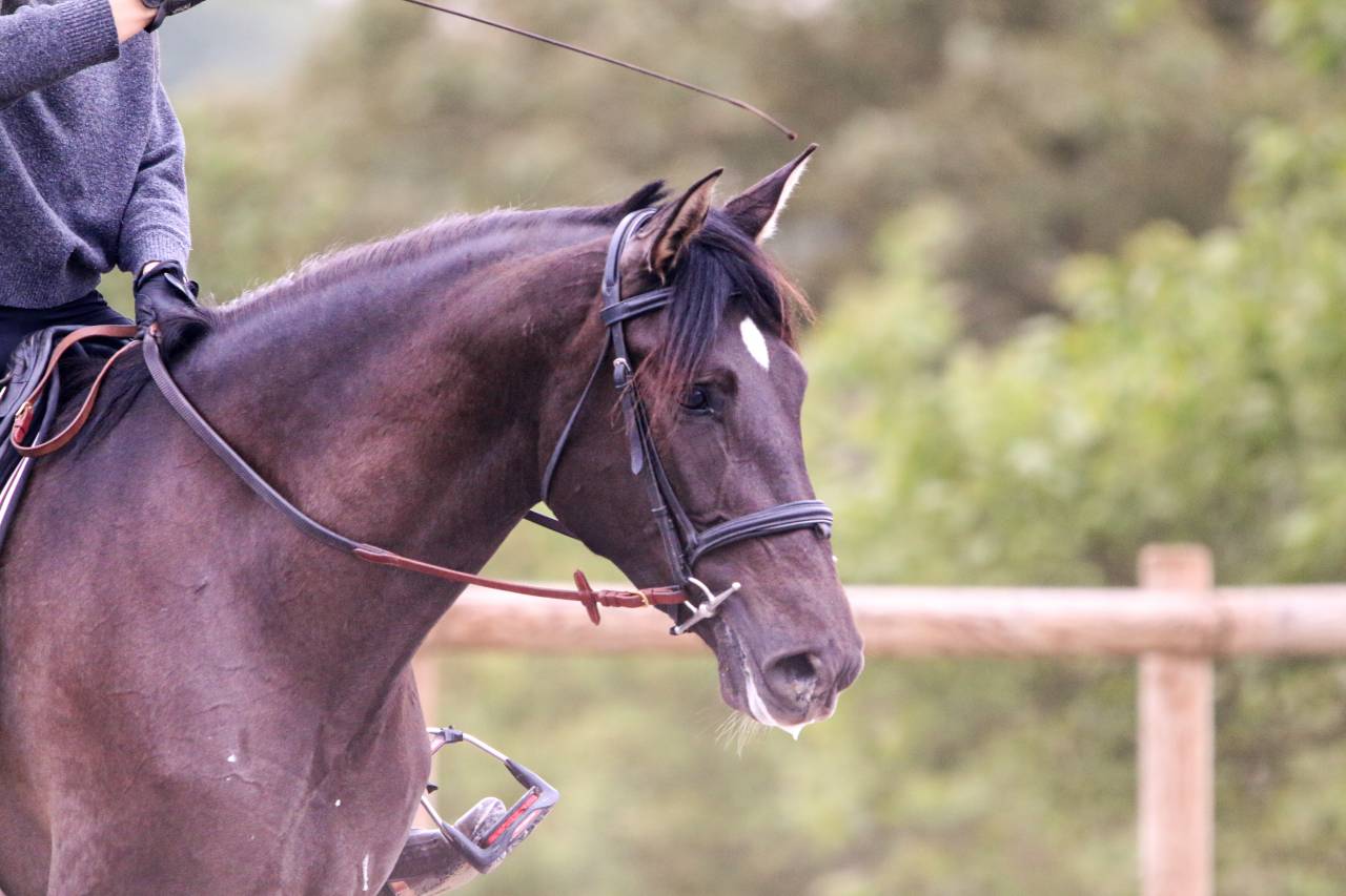 Mare PRE Pure Spanish Bred For sale 2021 Black