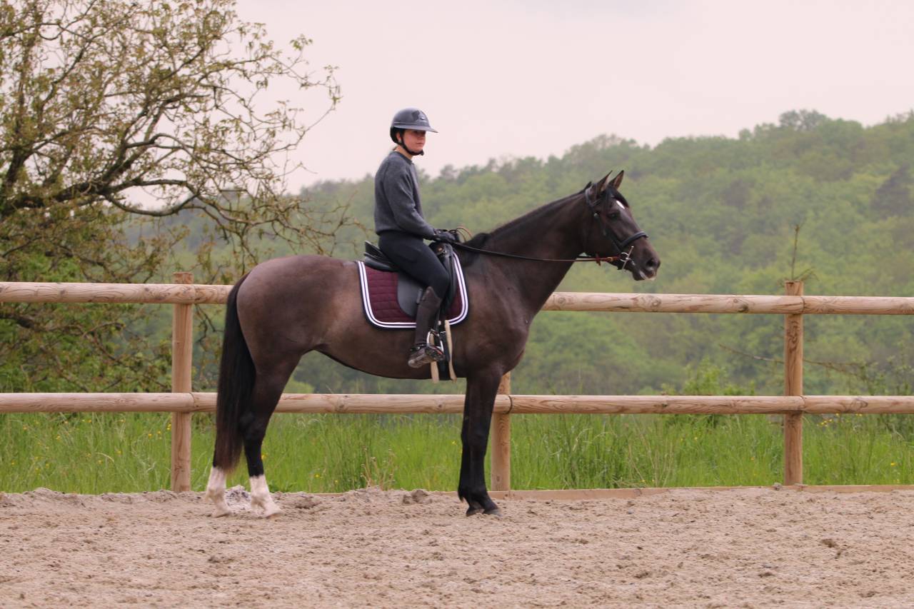 Mare PRE Pure Spanish Bred For sale 2021 Black