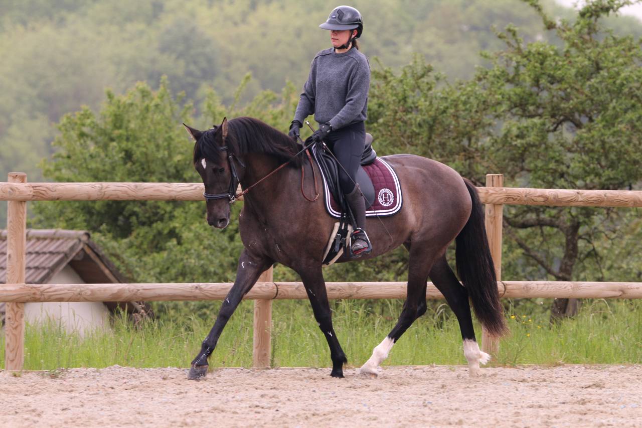 Mare PRE Pure Spanish Bred For sale 2021 Black