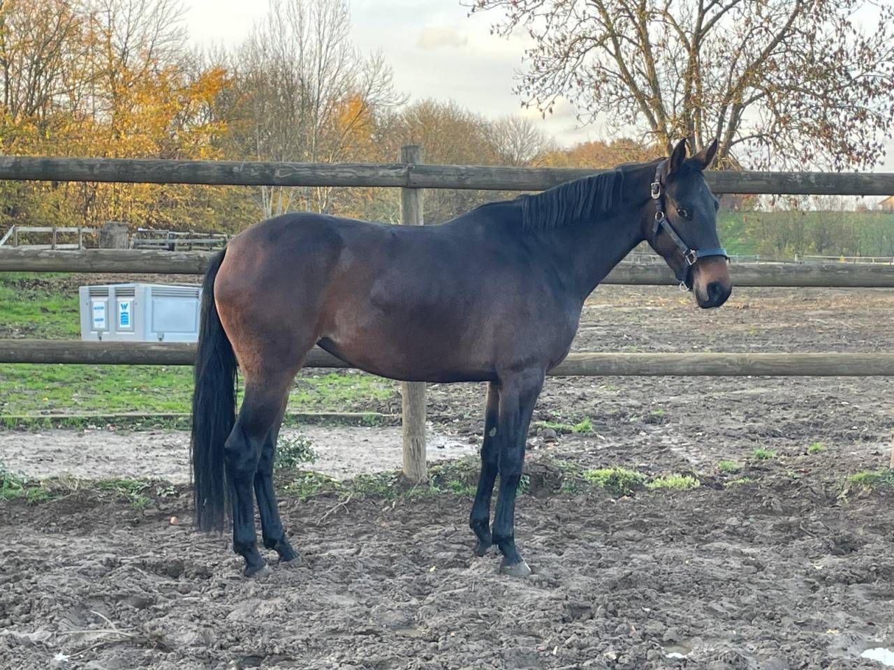 Mare sBs Belgian Warmblood For sale 2021 Dark Bay