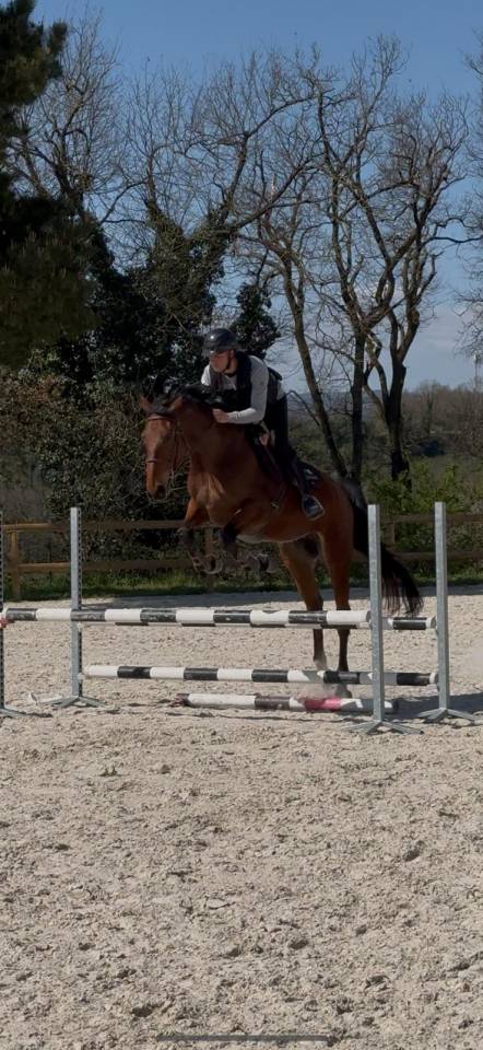 Mare Selle Français For sale 2021 Bay