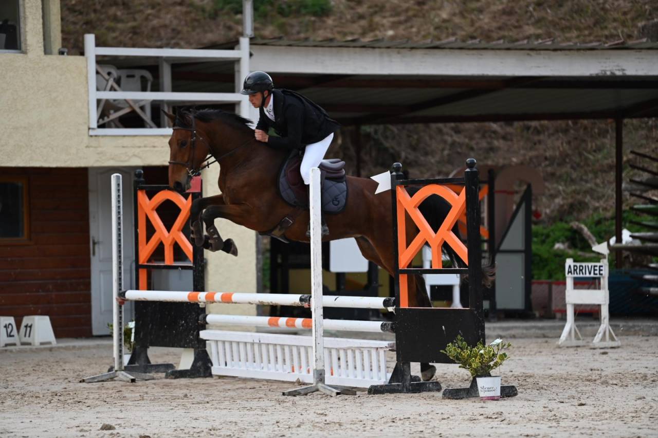 Mare Selle Français For sale 2021 Bay